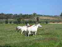 PENSION DE CHEVAUX